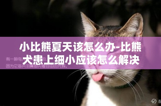 小比熊夏天該怎么辦-比熊犬患上細小應該怎么解決