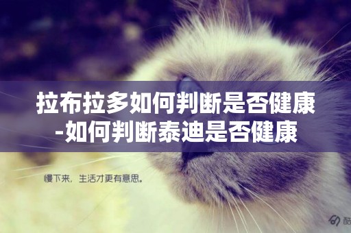 拉布拉多如何判斷是否健康-如何判斷泰迪是否健康