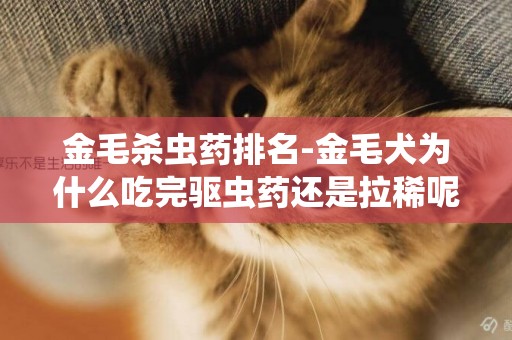 金毛殺蟲藥排名-金毛犬為什么吃完驅蟲藥還是拉稀呢