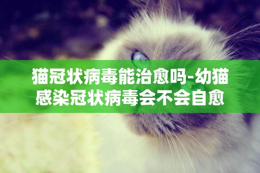 貓冠狀病毒能治愈嗎-幼貓感染冠狀病毒會不會自愈
