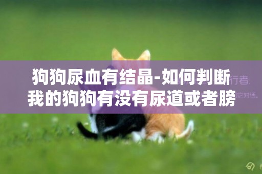 狗狗尿血有結晶-如何判斷我的狗狗有沒有尿道或者膀胱結石