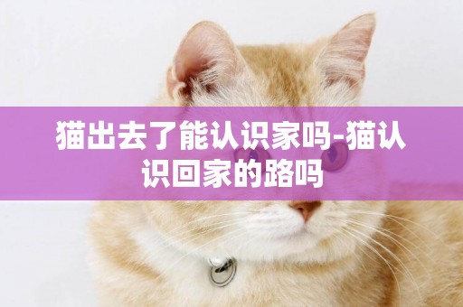 貓出去了能認識家嗎-貓認識回家的路嗎