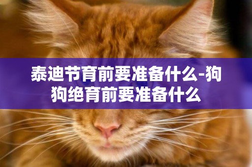 泰迪節育前要準備什么-狗狗絕育前要準備什么
