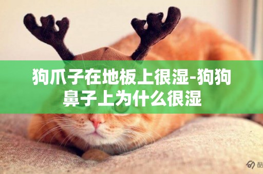 狗爪子在地板上很濕-狗狗鼻子上為什么很濕