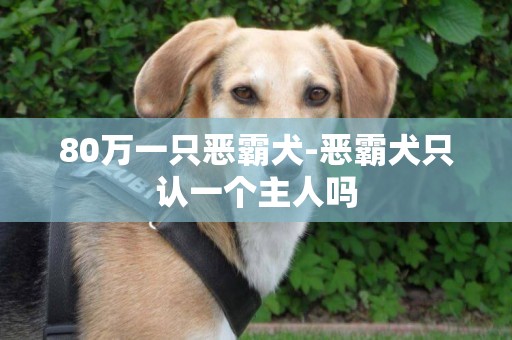 80萬一只惡霸犬-惡霸犬只認一個主人嗎