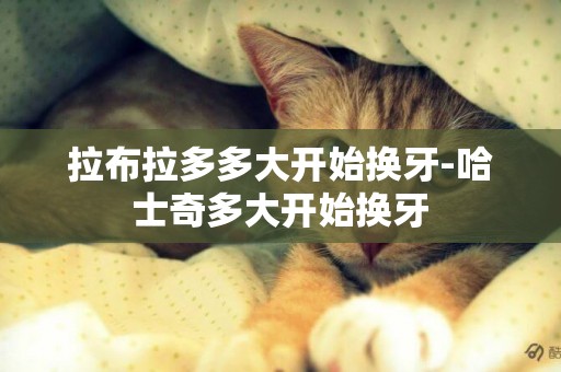 拉布拉多多大開始換牙-哈士奇多大開始換牙