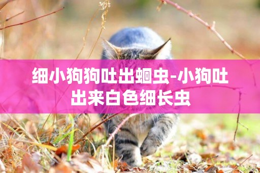 細小狗狗吐出蛔蟲-小狗吐出來白色細長蟲