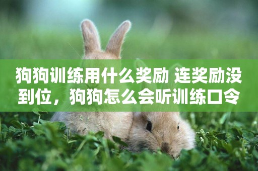 狗狗訓練用什么獎勵 連獎勵沒到位，狗狗怎么會聽訓練口令