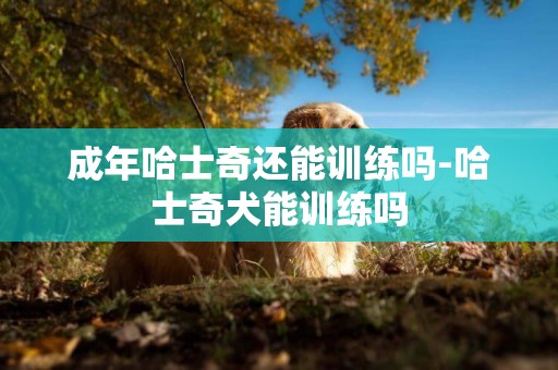 成年哈士奇還能訓練嗎-哈士奇犬能訓練嗎