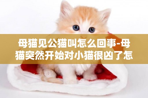 母貓見公貓叫怎么回事-母貓突然開始對小貓很兇了怎么辦