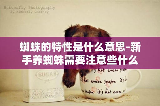 蜘蛛的特性是什么意思-新手養蜘蛛需要注意些什么