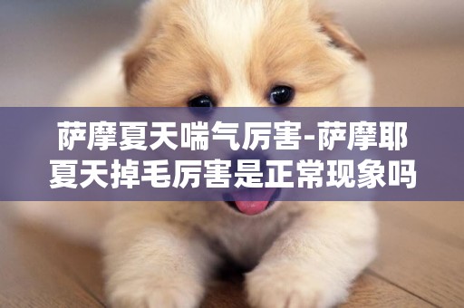 薩摩夏天喘氣厲害-薩摩耶夏天掉毛厲害是正常現象嗎