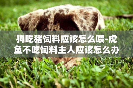 狗吃豬飼料應該怎么喂-虎魚不吃飼料主人應該怎么辦