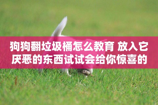 狗狗翻垃圾桶怎么教育 放入它厭惡的東西試試會給你驚喜的