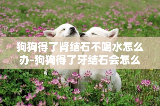 狗狗得了腎結石不喝水怎么辦-狗狗得了牙結石會怎么辦