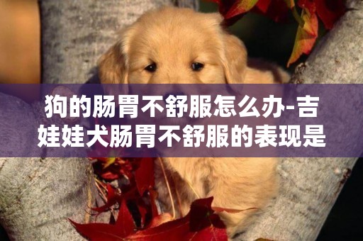 狗的腸胃不舒服怎么辦-吉娃娃犬腸胃不舒服的表現是什么