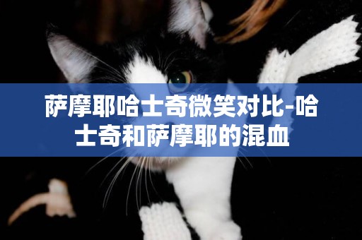 薩摩耶哈士奇微笑對比-哈士奇和薩摩耶的混血