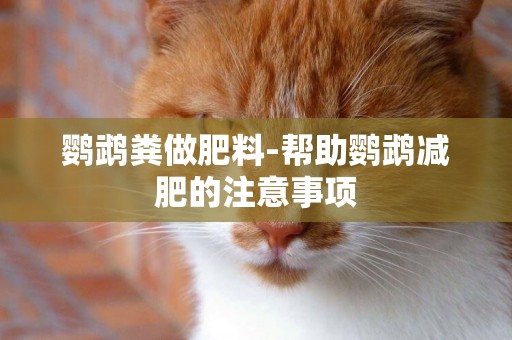 鸚鵡糞做肥料-幫助鸚鵡減肥的注意事項