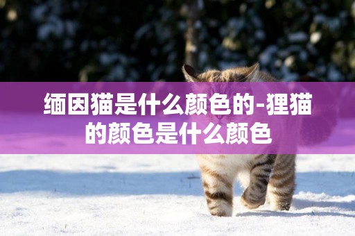 緬因貓是什么顏色的-貍貓的顏色是什么顏色