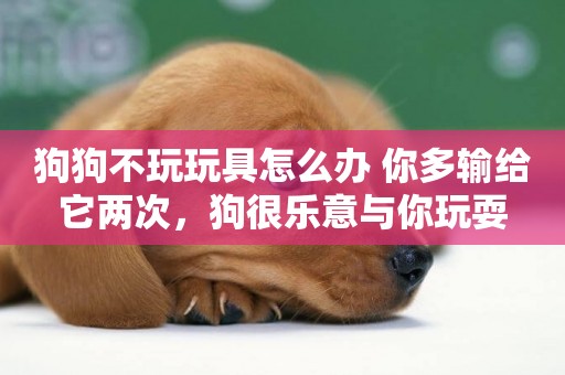 狗狗不玩玩具怎么辦 你多輸給它兩次，狗很樂意與你玩耍