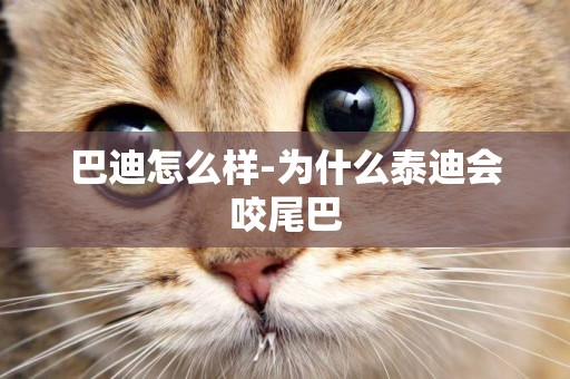 巴迪怎么樣-為什么泰迪會咬尾巴