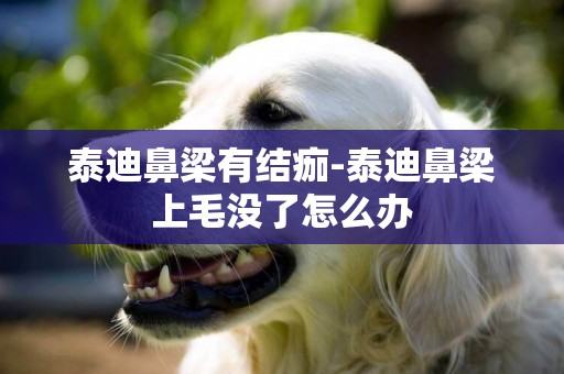 泰迪鼻梁有結痂-泰迪鼻梁上毛沒了怎么辦