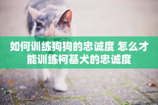 如何訓練狗狗的忠誠度 怎么才能訓練柯基犬的忠誠度