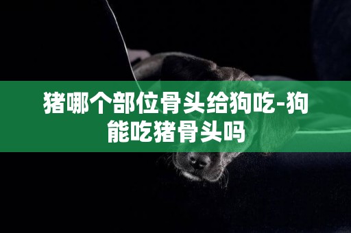 豬哪個部位骨頭給狗吃-狗能吃豬骨頭嗎