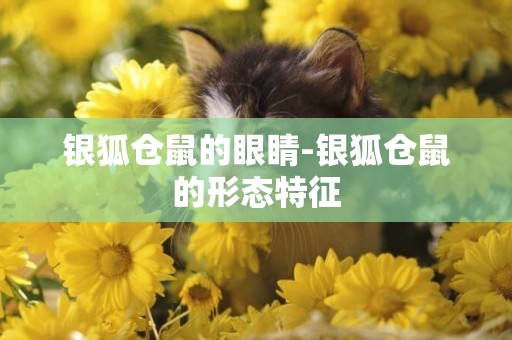 銀狐倉鼠的眼睛-銀狐倉鼠的形態特征