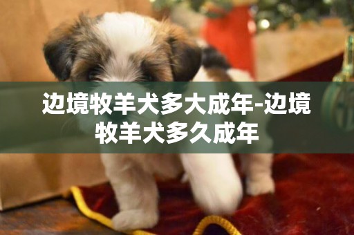 邊境牧羊犬多大成年-邊境牧羊犬多久成年