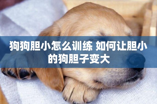 狗狗膽小怎么訓練 如何讓膽小的狗膽子變大