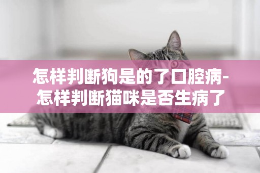 怎樣判斷狗是的了口腔病-怎樣判斷貓咪是否生病了