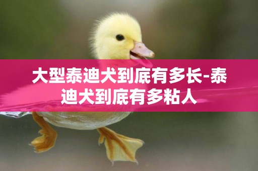 大型泰迪犬到底有多長-泰迪犬到底有多粘人