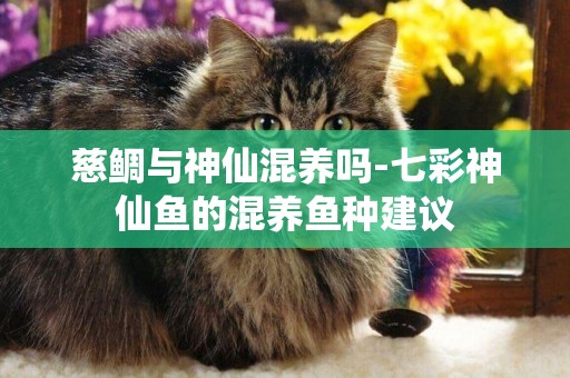 慈鯛與神仙混養嗎-七彩神仙魚的混養魚種建議