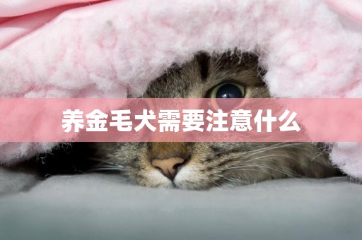 養金毛犬需要注意什么