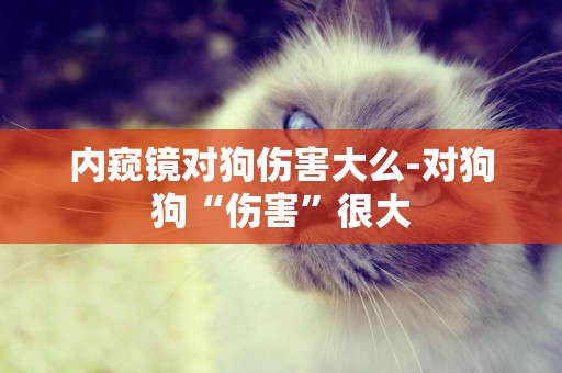 內窺鏡對狗傷害大么-對狗狗“傷害”很大