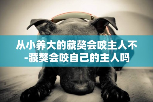 從小養大的藏獒會咬主人不-藏獒會咬自己的主人嗎
