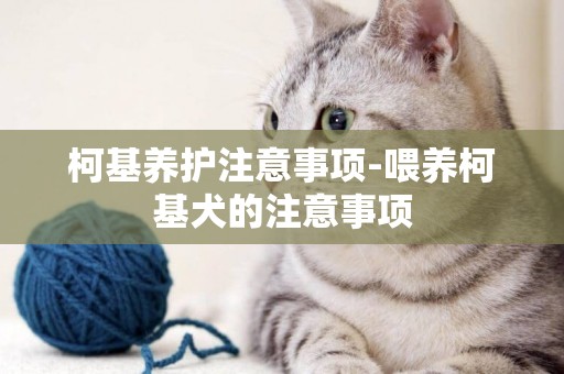 柯基養護注意事項-喂養柯基犬的注意事項