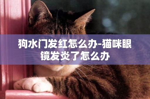 狗水門發紅怎么辦-貓咪眼鏡發炎了怎么辦