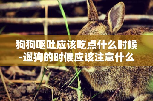 狗狗嘔吐應該吃點什么時候-遛狗的時候應該注意什么