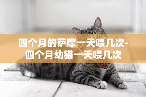 四個月的薩摩一天喂幾次-四個月幼貓一天喂幾次