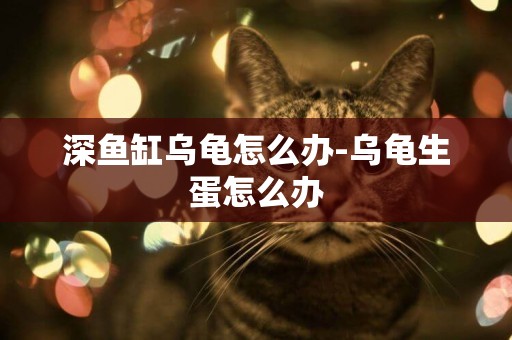 深魚缸烏龜怎么辦-烏龜生蛋怎么辦