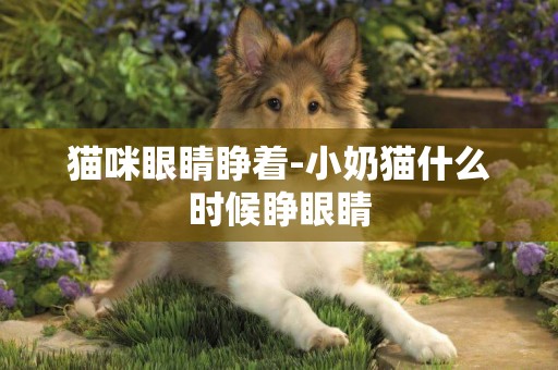貓咪眼睛睜著-小奶貓什么時候睜眼睛