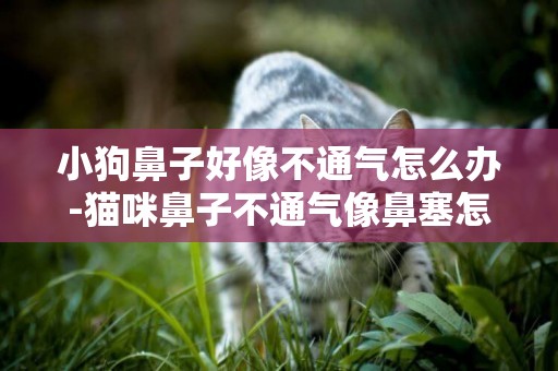 小狗鼻子好像不通氣怎么辦-貓咪鼻子不通氣像鼻塞怎么樣能治好