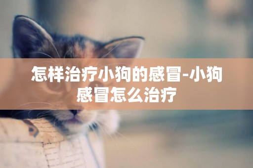 怎樣治療小狗的感冒-小狗感冒怎么治療