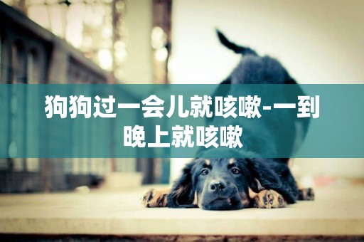 狗狗過一會兒就咳嗽-一到晚上就咳嗽