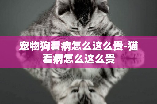 寵物狗看病怎么這么貴-貓看病怎么這么貴