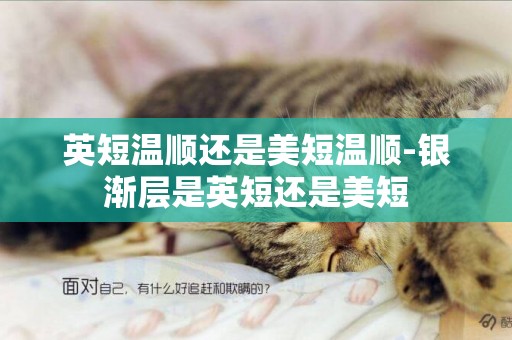 英短溫順還是美短溫順-銀漸層是英短還是美短