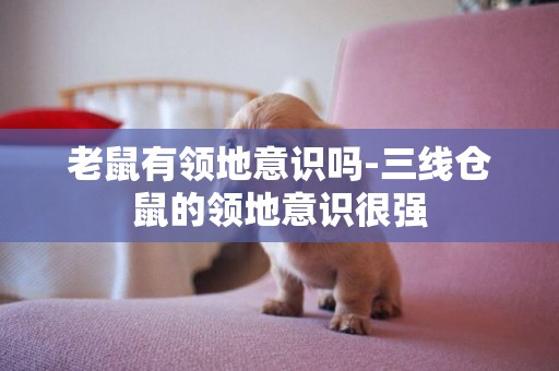 老鼠有領地意識嗎-三線倉鼠的領地意識很強