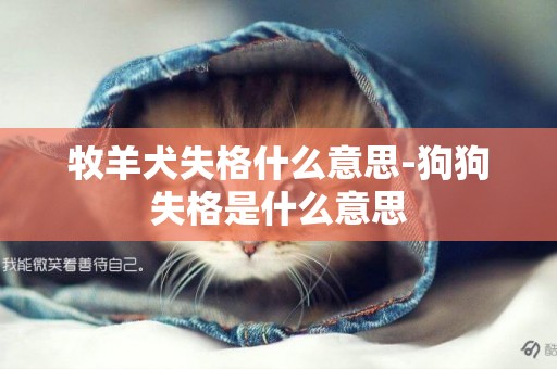 牧羊犬失格什么意思-狗狗失格是什么意思